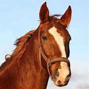 horse, a horse, my kingdom for a horse